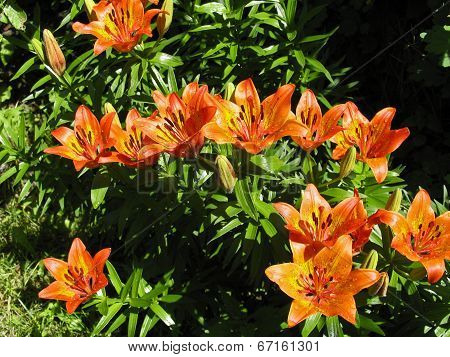 Orange lilium