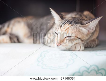 Siamese Cat Sleeping On The Table