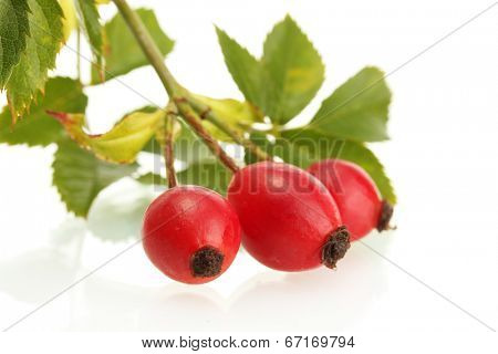 ripe hip roses on branch with leaves, isolated on white