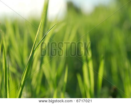 Gras