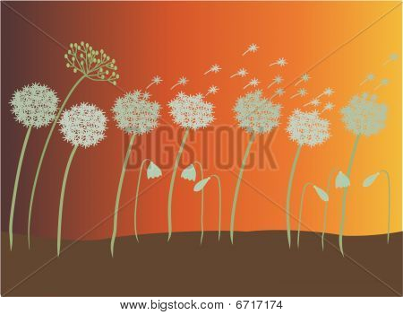 Dandelions