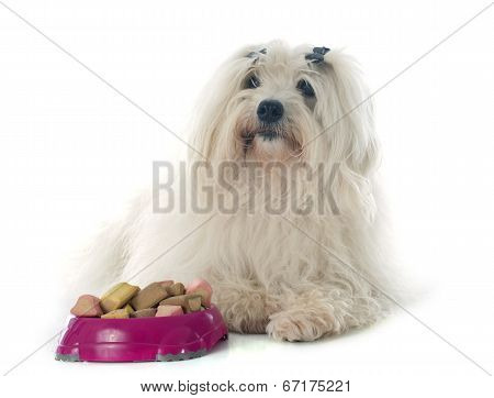 Eating Coton De Tulear