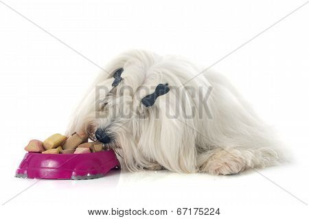 Eating Coton De Tulear
