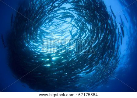School Chevron Barracuda fish