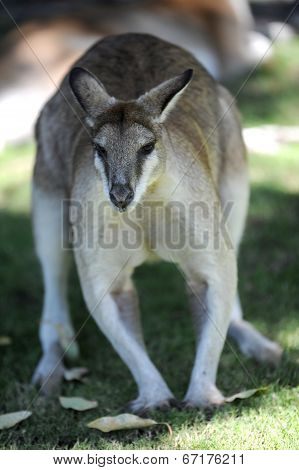 Australian Wallaby
