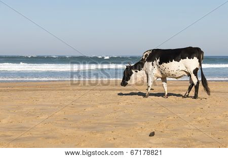 Nguni Cow At The Seaside