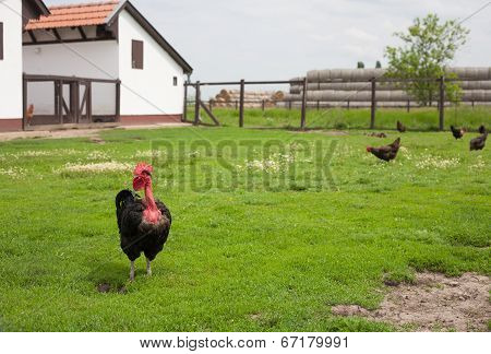 Poultry Farming