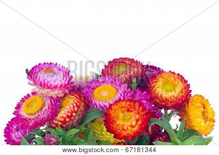 Everlasting Flowers