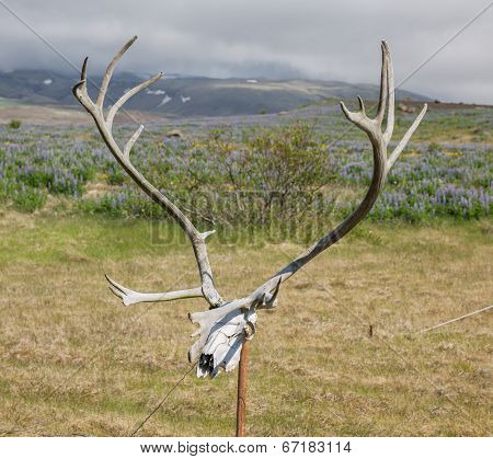 Antlers of a huge Deer