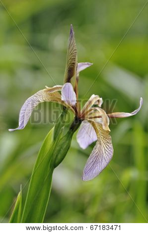 Stinking Iris