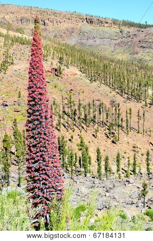 Tajinaste Flower of Tenerife Island