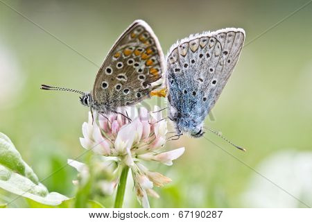 Butterfly Love / Lysandra coridon
