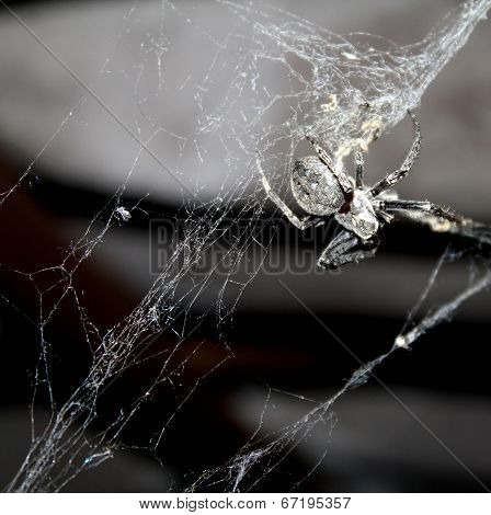 Spider On Web On Black Background