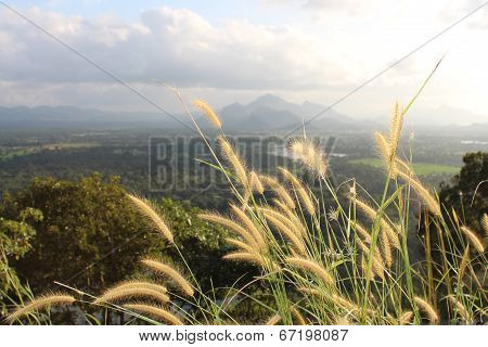 View over the fields and forest from the Lion Rock, Sigiriya.