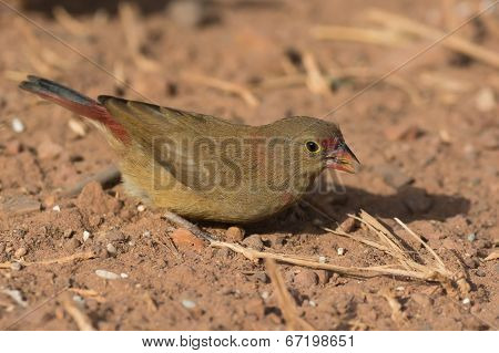 Female Red-billed Firefinch (lagonosticta Senegala) Foraging In The Dirt