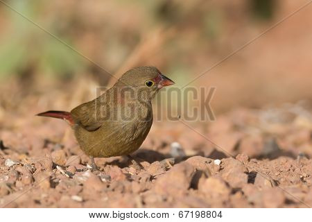 Female Red-billed Firefinch (lagonosticta Senegala) That Has Dropped A Seed