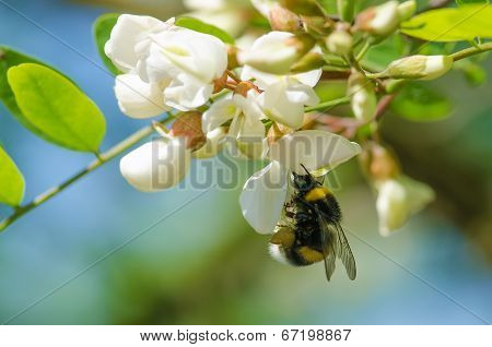 Bee in the bloom