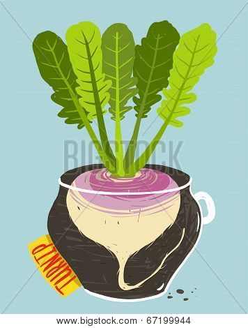 Growing Turnip with Green Leafy Top in Container
