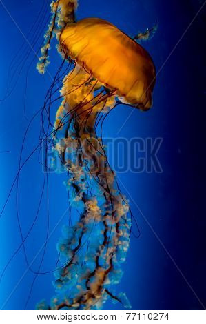 Pacific Sea Nettle Jellyfish