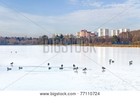 Birds On The Pond