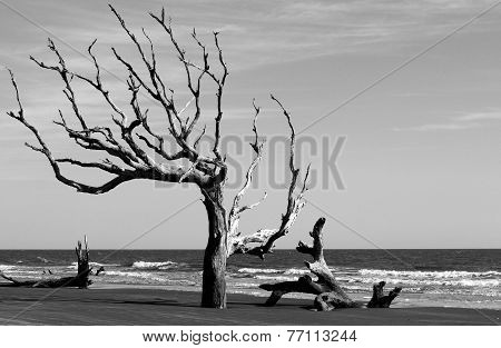 Boneyard Beach