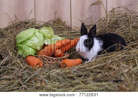 Rabbit on hay near