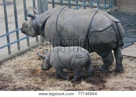 Indian rhinoceros (Rhinoceros unicornis) with a calf.