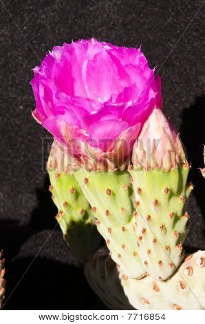 Beavertail Cactus Blüten