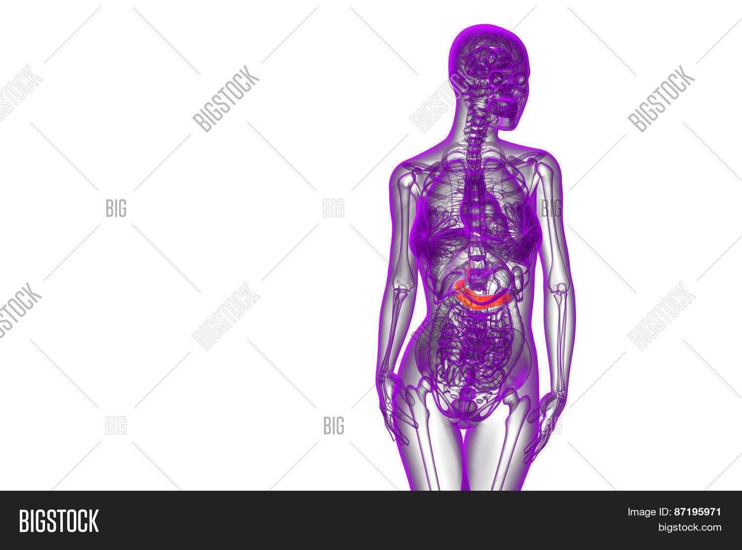 3D Render Medical Image & Photo (Free Trial) | Bigstock