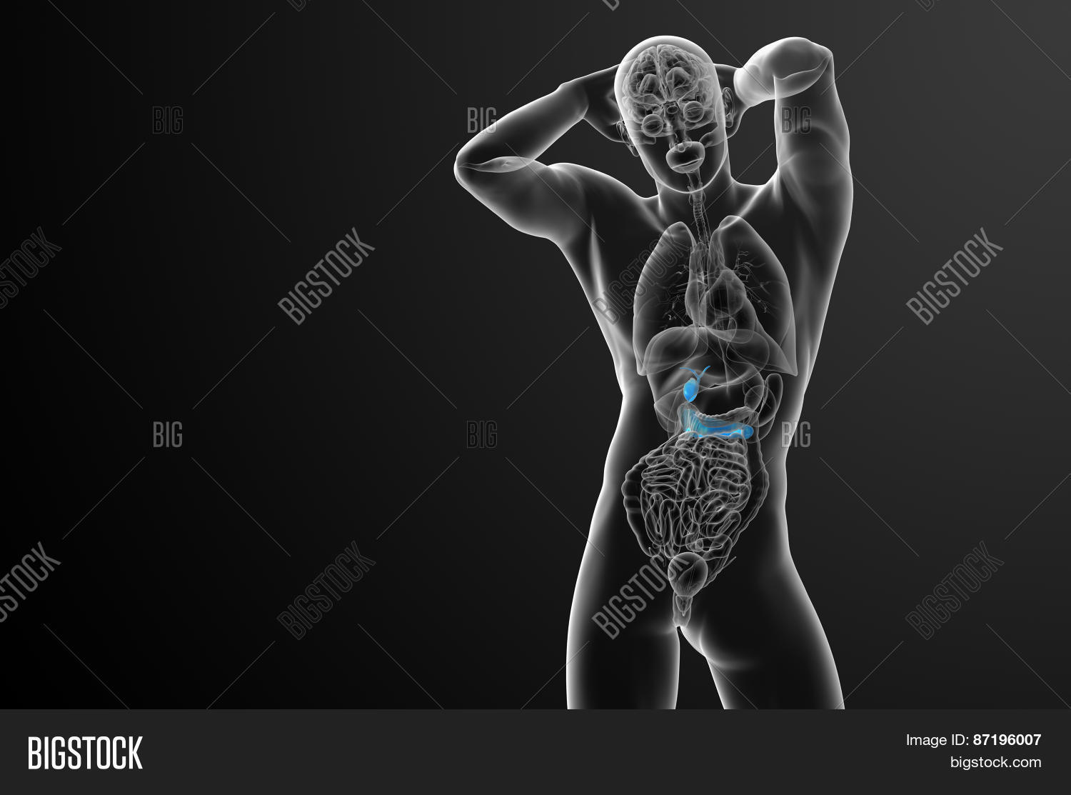 3D Render Medical Image & Photo (Free Trial) | Bigstock