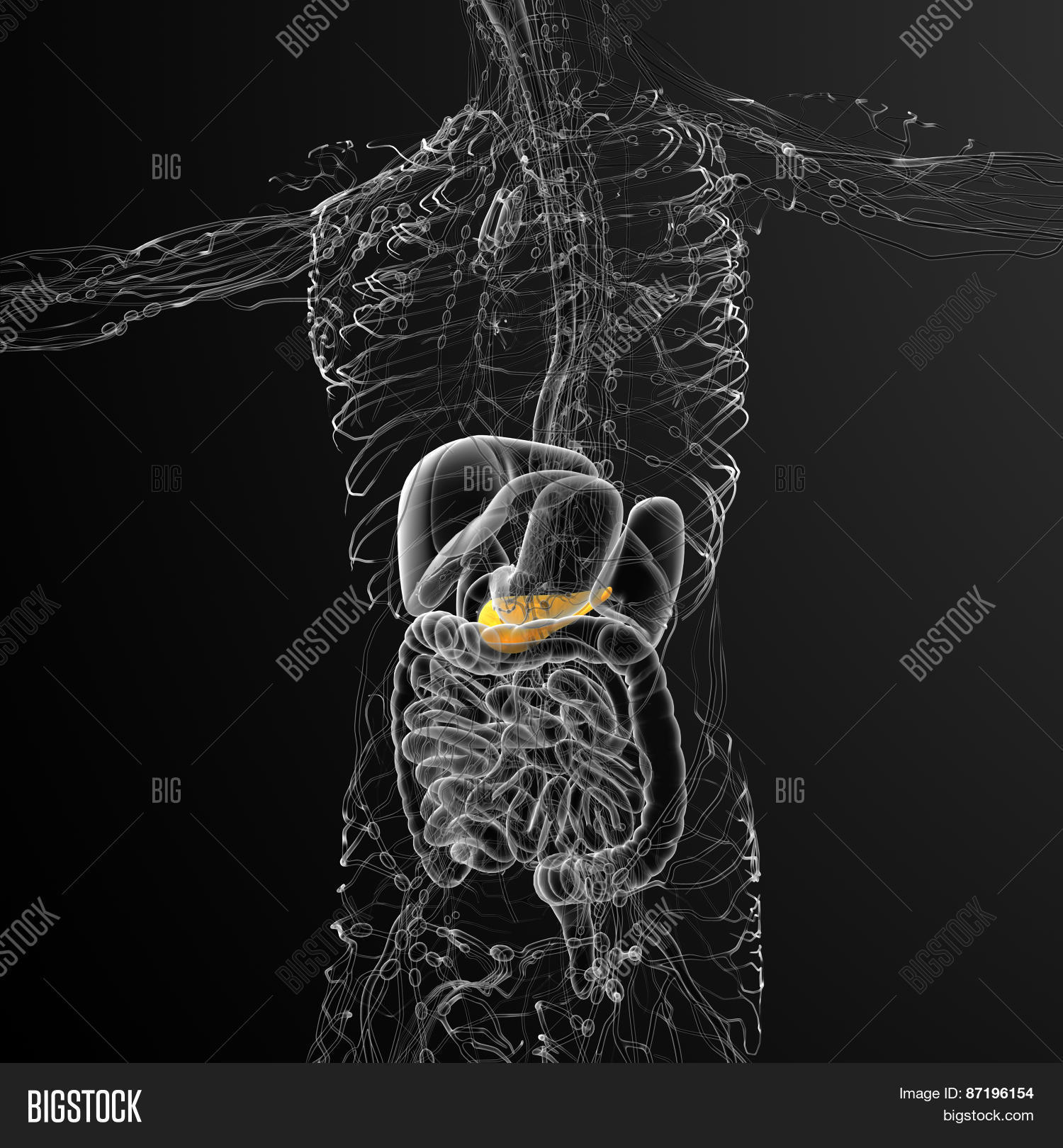 3D Render Medical Image & Photo (Free Trial) | Bigstock