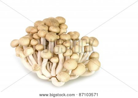 Brown Beech Mushrooms Or Shimeji Mushrooms