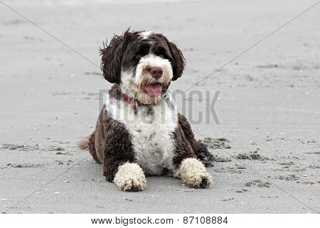 Dog at the Beach