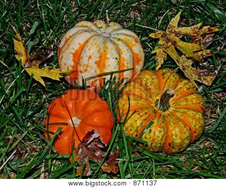 Zucche/Squash