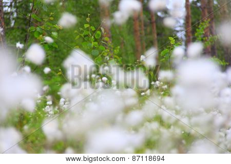 Cottongrass In Forest