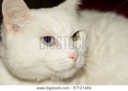 Have You Ever Seen A Cat With Different Eye Colors?