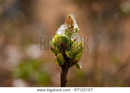Leaves