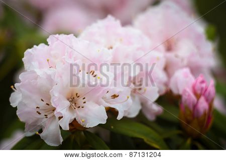 Rhododendron