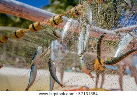 fishing net with fish on natural background