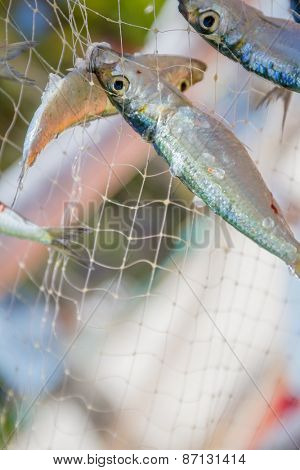 fishing net with fish on natural background