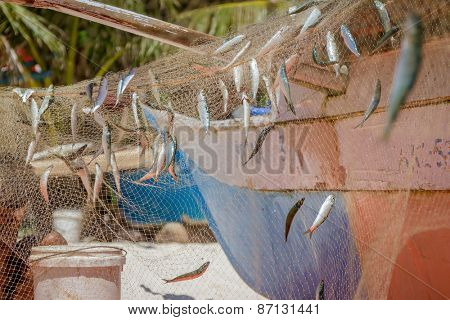 fishing net with fish on natural background