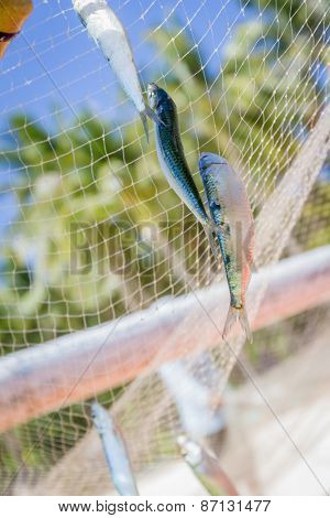 fishing net with fish on natural background
