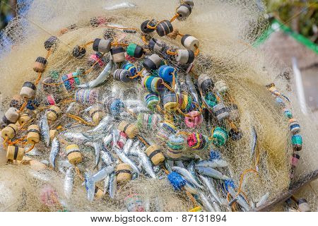 fishing net with fish on natural background