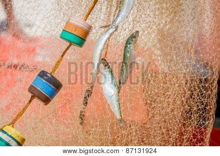 fishing net with fish on natural background
