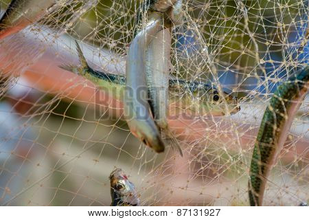 fishing net with fish on natural background