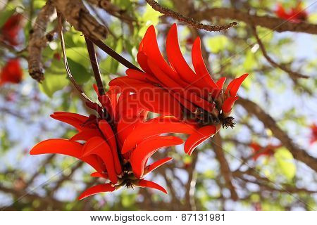 Erythrite Or Coral Tree