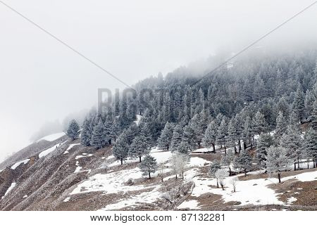 Powerful winter forest nature