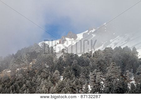 Powerful winter forest nature