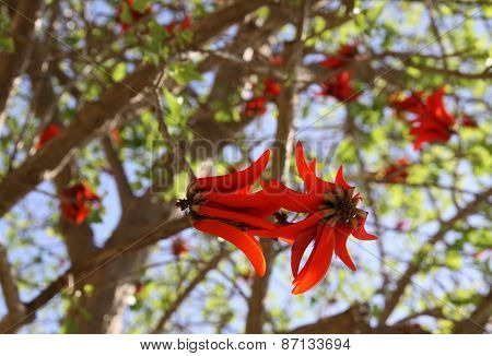 Erythrite Or Coral Tree