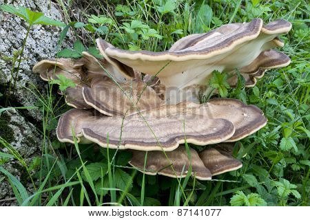 Mushroom